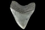 Serrated, Fossil Megalodon Tooth - South Carolina #115786-2